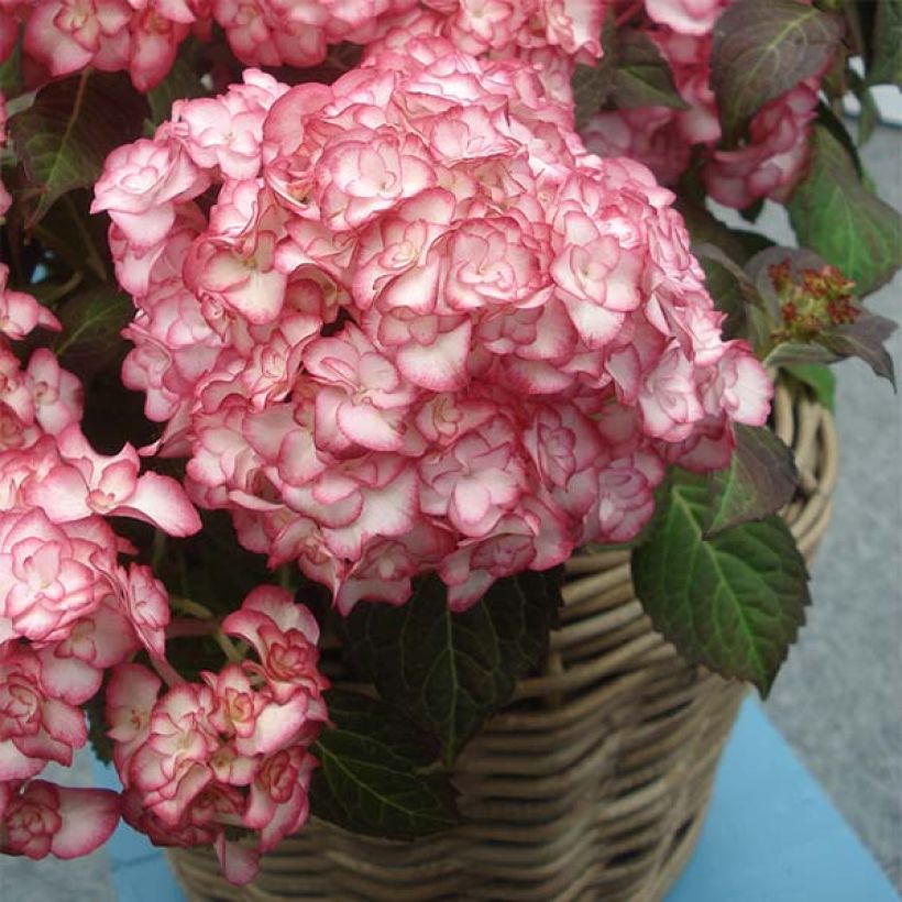 Hortensia - Hydrangea macrophylla Miss Saori (Plant habit)