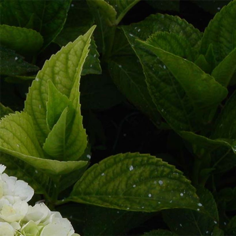 Hortensia - Hydrangea macrophylla Mme Emile Mouillère (Foliage)