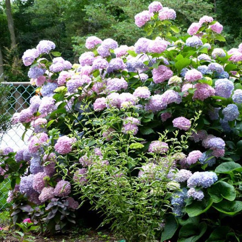 Hortensia - Hydrangea macrophylla Nikko Blue (Plant habit)