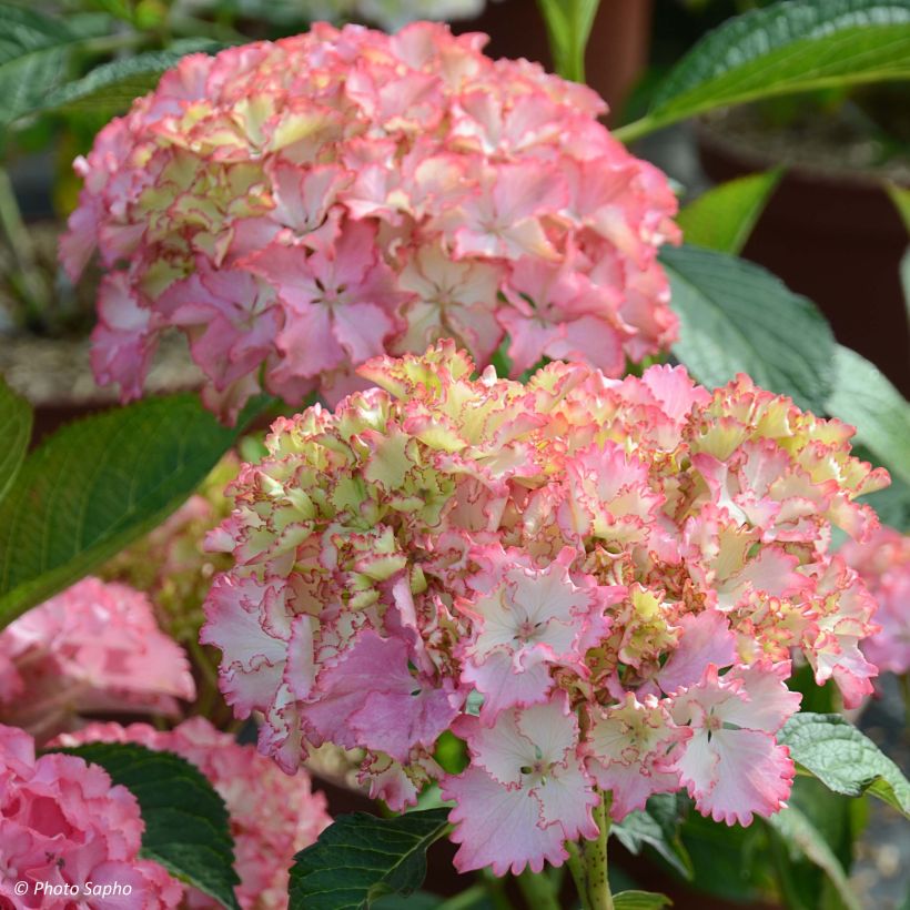 Hortensia - Hydrangea macrophylla So Long Sunny (Flowering)