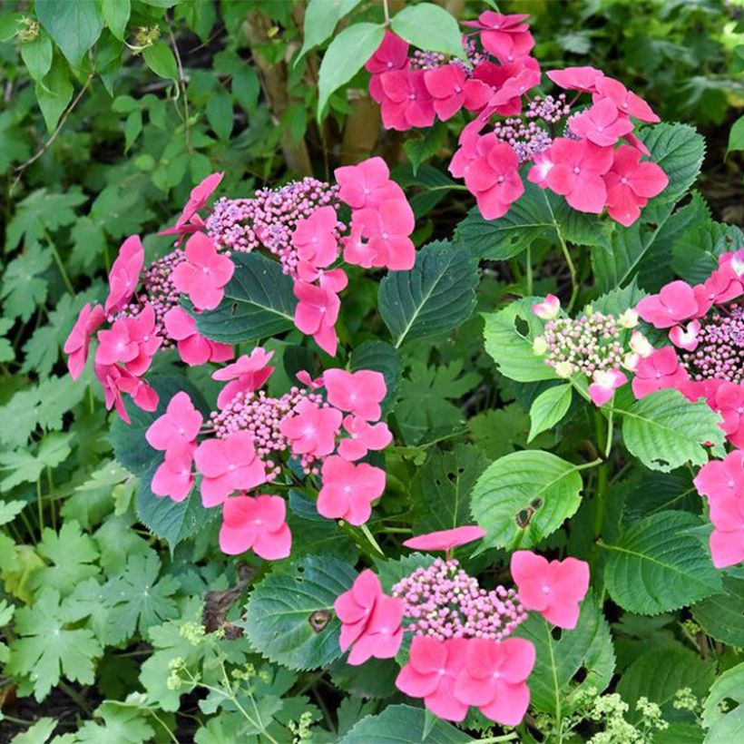 Hortensia macrophylla Teller Red (Plant habit)