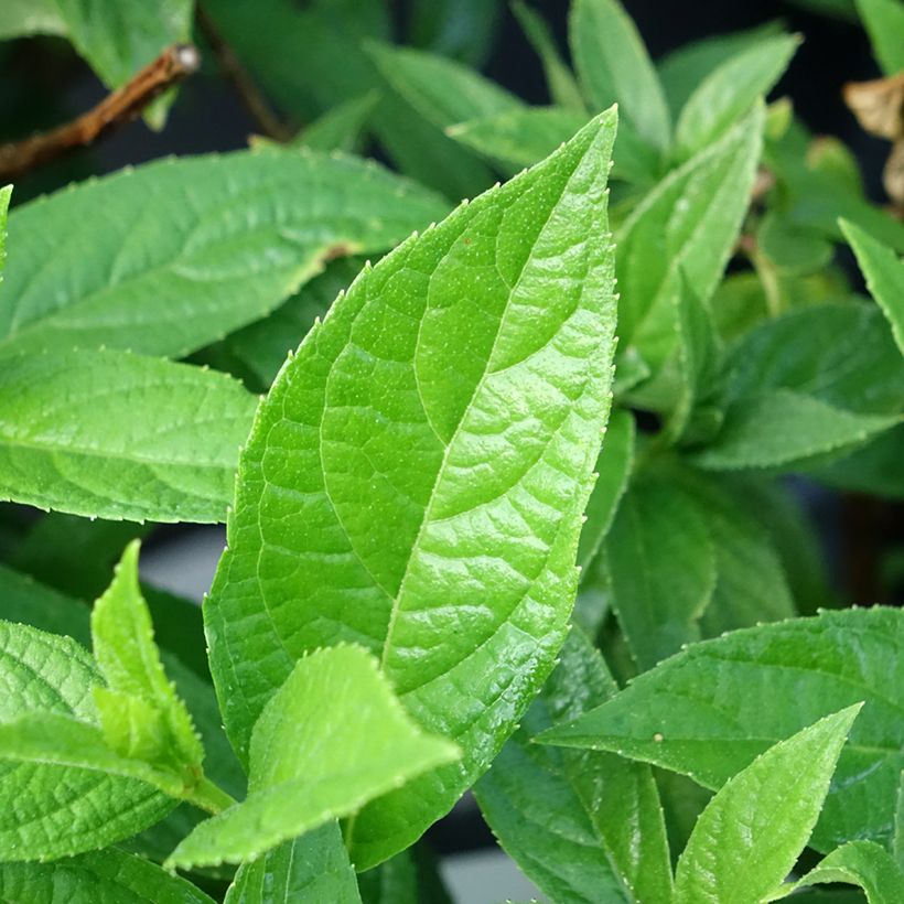Hydrangea paniculata Bloody Marie - Hortensia paniculé (Feuillage)
