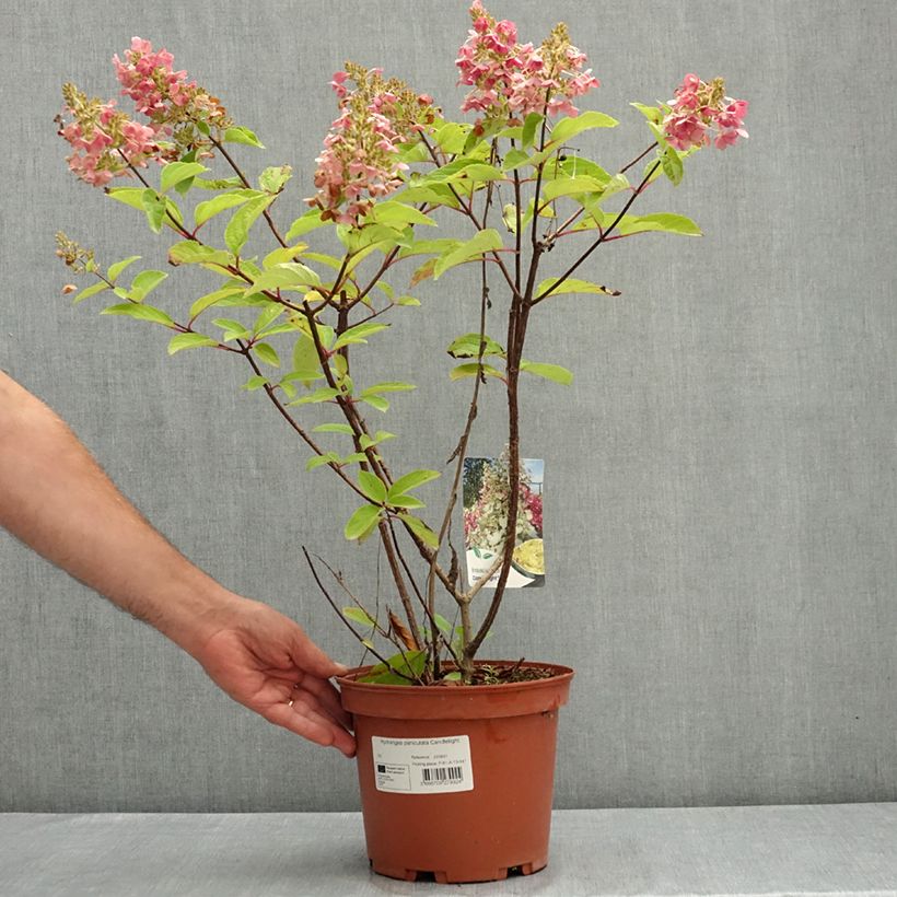 Spécimen de Hydrangea paniculata Candlelight - Hortensia paniculé Pot de 3L/4L tel que livré en été