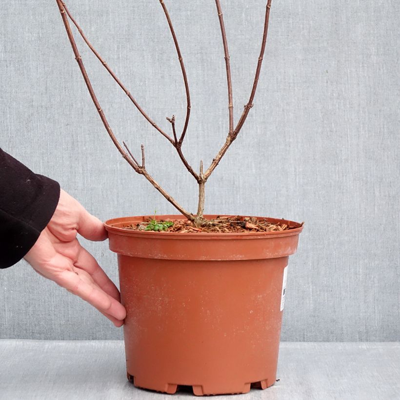 Example of Hydrangea paniculata Candlelight - Hortensia paniculé Pot de 3L/4L as you get in hiver