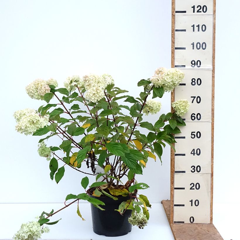 Spécimen de Hydrangea paniculata Diamantino - Hortensia paniculé Pot de 12L/15L tel que livré en automne