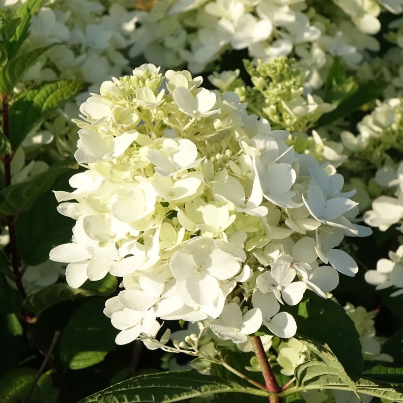 Hydrangea paniculata Fire Light - Hortensia paniculé (Flowering)