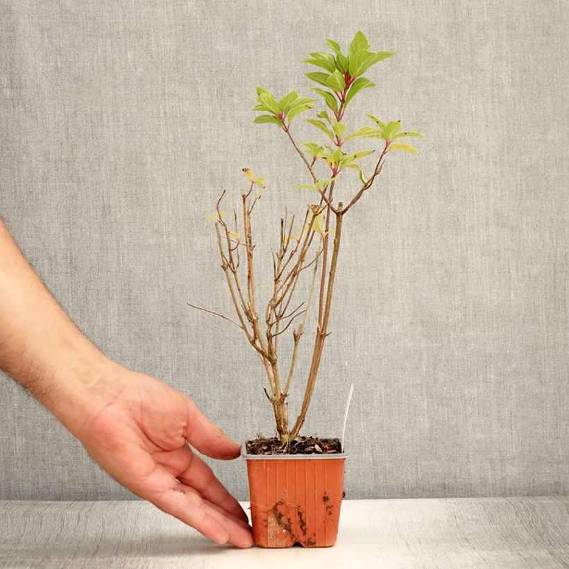 Spécimen de Hydrangea paniculata Graffiti - Hortensia paniculé Godet de 8/9 cm tel que livré en été