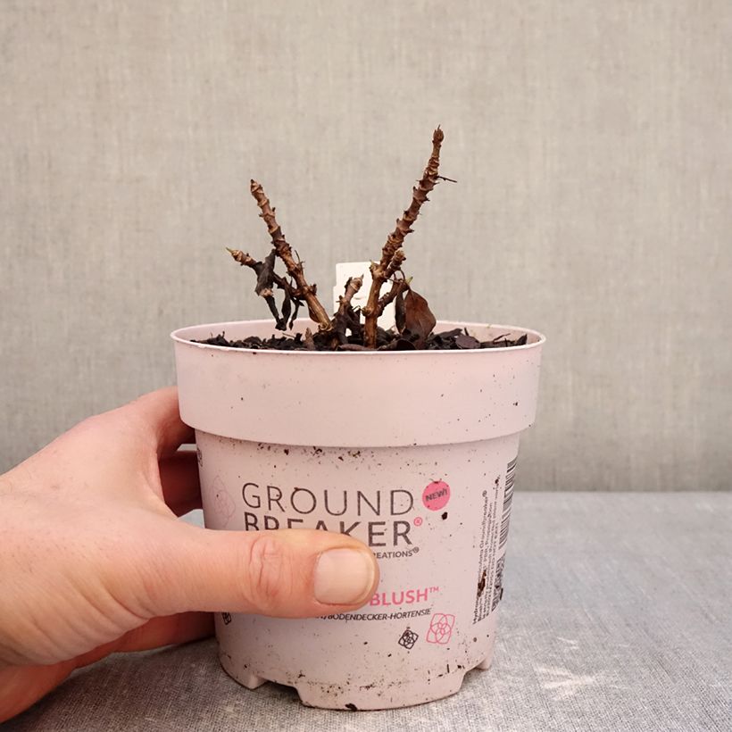 Example of Hydrangea paniculata Groundbreaker Blush - Hortensia paniculé nain Pot de 1L/1,5L as you get in hiver