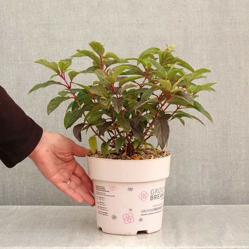 Example of Hydrangea paniculata Groundbreaker Blush - Hortensia paniculé nain Pot de 3L/4L as you get in automne