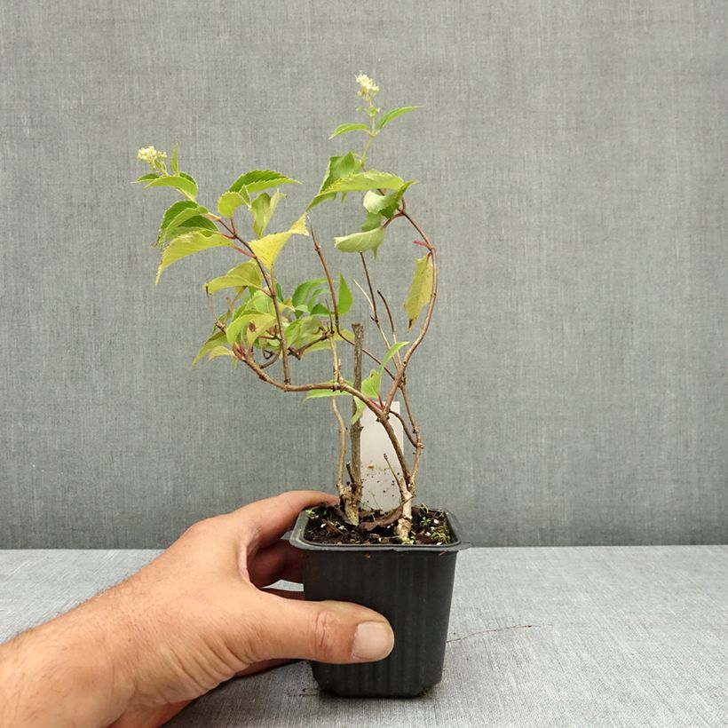 Spécimen de Hydrangea paniculata Levana - Hortensia paniculé Godet de 8/9 cm tel que livré en été