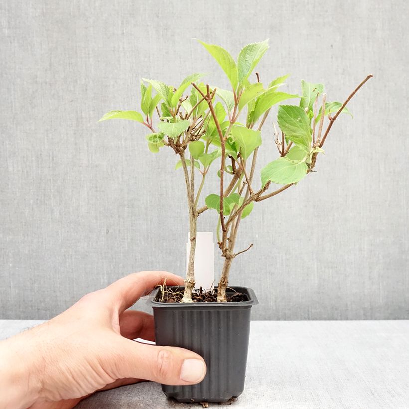 Spécimen de Hydrangea paniculata Levana - Hortensia paniculé Godet de 8/9 cm tel que livré au printemps