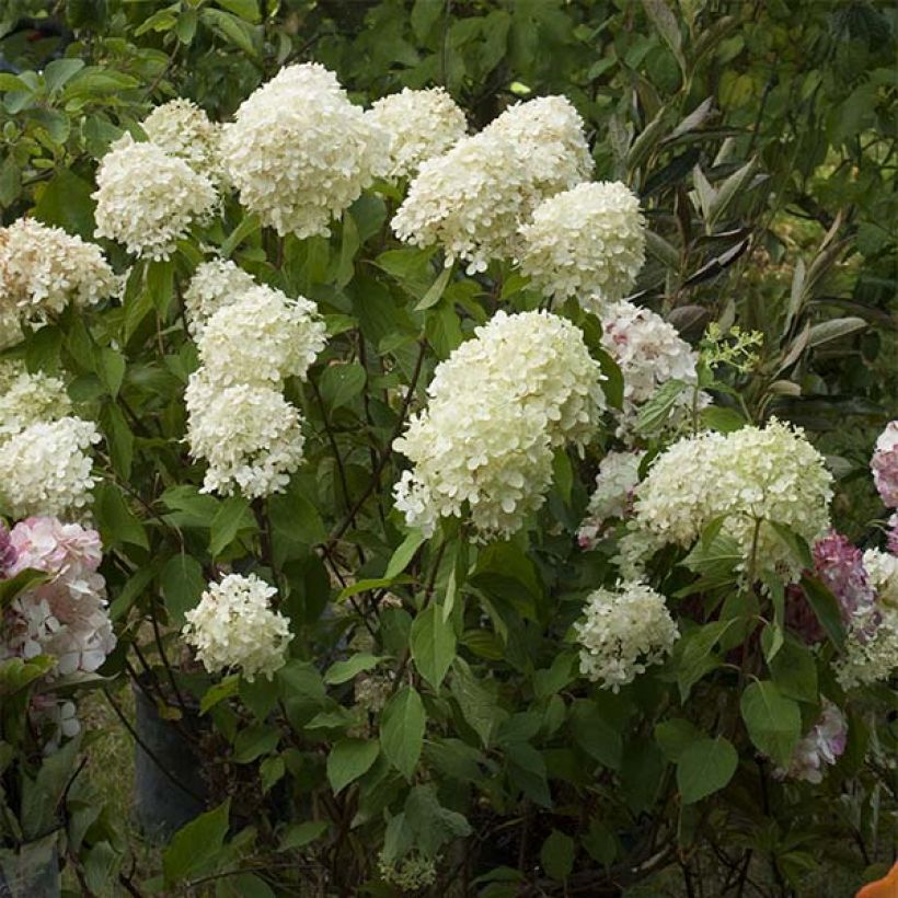 Hydrangea paniculata Limelight - Hortensia paniculé (Flowering)