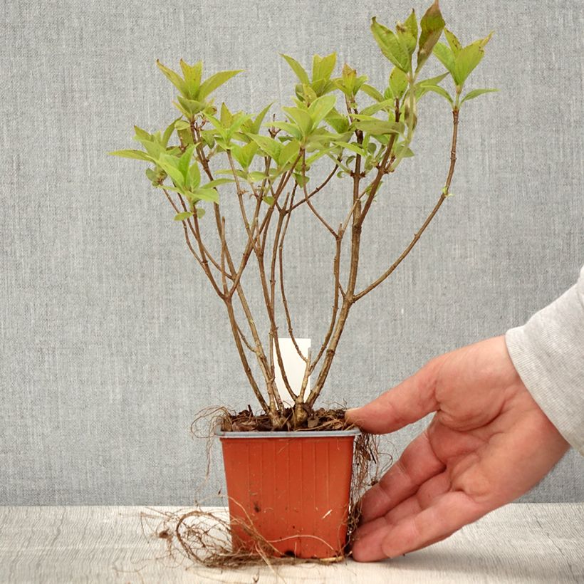 Example of Hydrangea paniculata Limelight - Hortensia paniculé Godet de 8/9 cm as you get in printemps