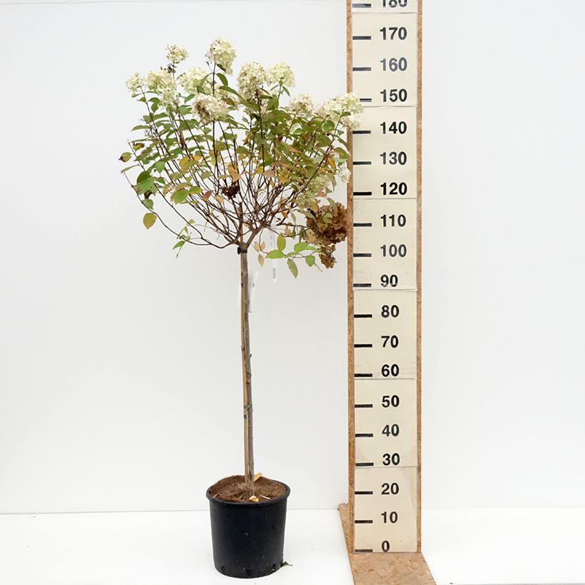 Spécimen de Hydrangea paniculata Limelight - Hortensia paniculé Pot de 12L/15L, Tige de 90 cm tel que livré en automne