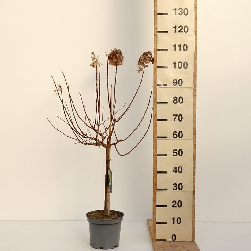 Spécimen de Hydrangea paniculata Limelight - Hortensia paniculé Pot de 3L/4L, Tige, Tige de 40 cm tel que livré en hiver