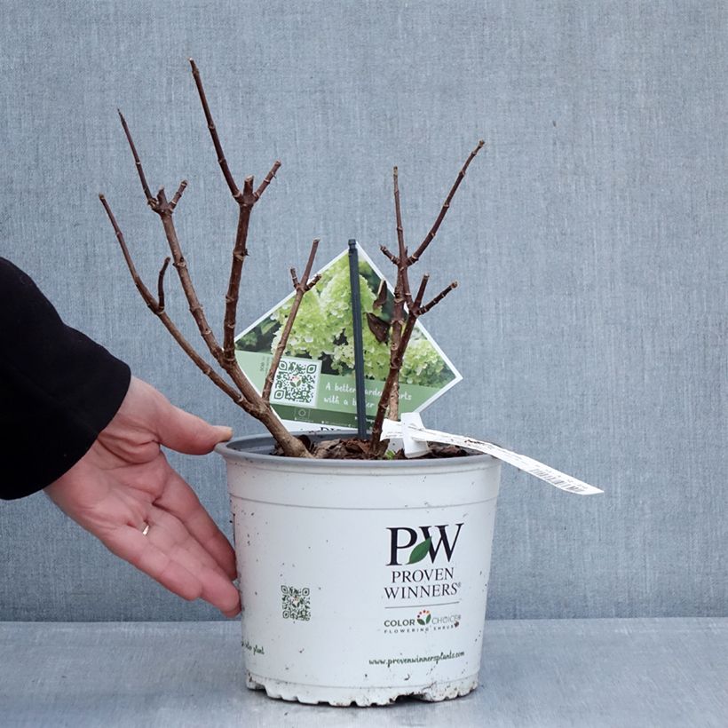 Example of Hydrangea paniculata Little Lime Punch - Hortensia paniculé Pot de 3L/4L as you get in hiver