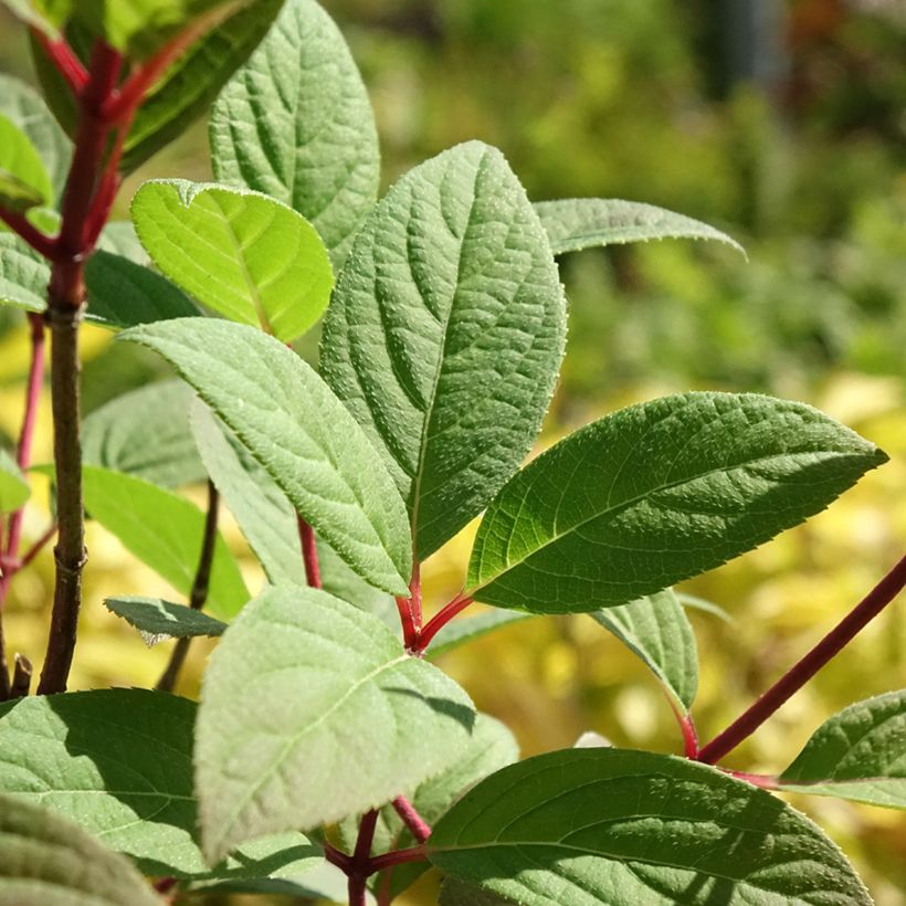 Hydrangea paniculata Magical Fire - Hortensia paniculé (Foliage)