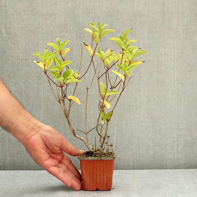 Spécimen de Hydrangea paniculata Magical Fire - Hortensia paniculé Godet de 8/9 cm tel que livré en été