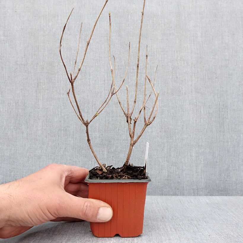 Example of Hydrangea paniculata Magical Fire - Hortensia paniculé Godet de 8/9 cm as you get in printemps