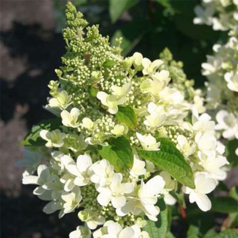 Hydrangea paniculata Magical Vesuvio - Hortensia paniculé (Flowering)
