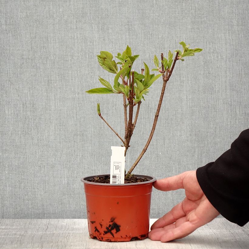 Example of Hydrangea paniculata Pinky Winky - Hortensia paniculé Godet de 8/9 cm as you get in printemps