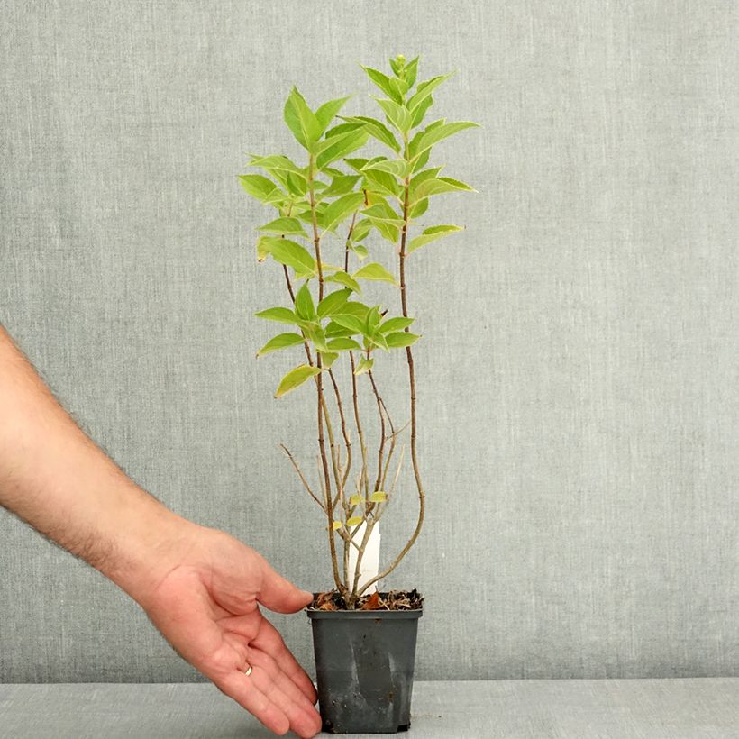 Spécimen de Hydrangea paniculata Pixio - Hortensia paniculé nain Pot de 12 cm / 13 cm tel que livré en été