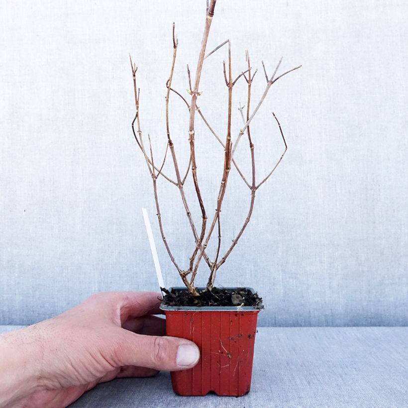 Example of Hydrangea paniculata Polar Bear - Hortensia paniculé Godet de 8/9 cm as you get in printemps