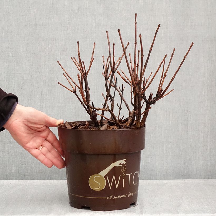 Spécimen de Hydrangea paniculata Polestar - Hortensia paniculé Pot de 3L/4L tel que livré en automne