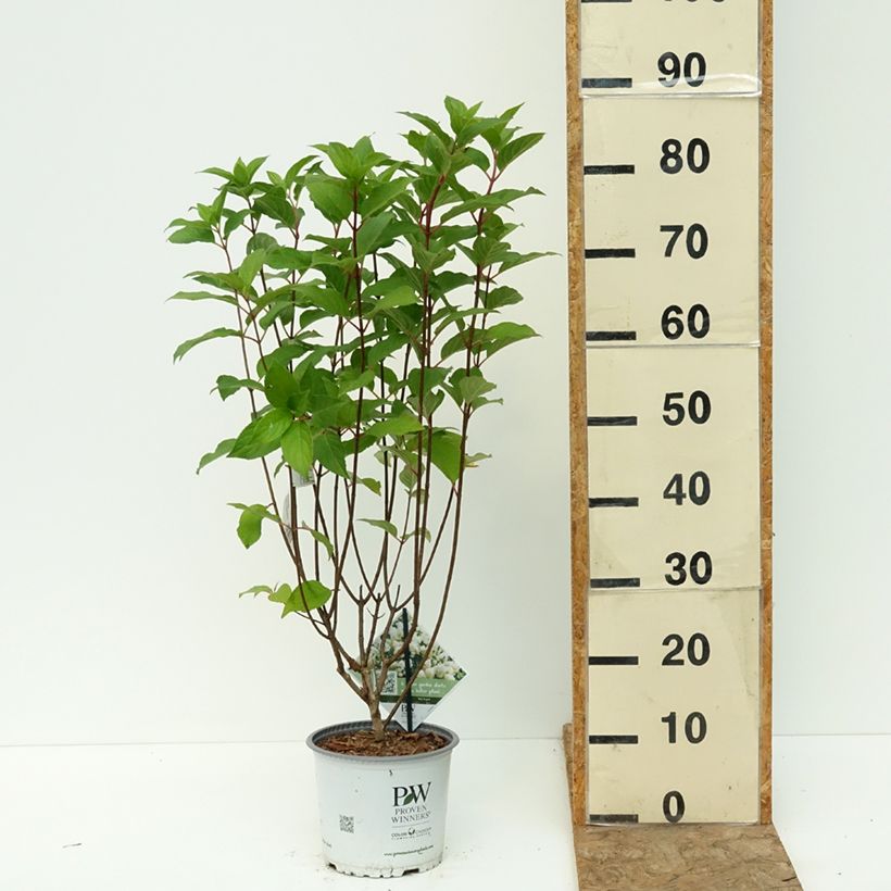 Spécimen de Hydrangea paniculata Quick Fire Fab - Hortensia paniculé Pot de 3L/4L tel que livré en été