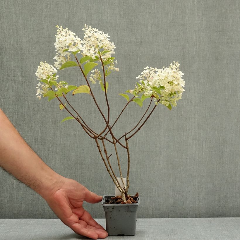 Spécimen de Hydrangea paniculata Silver Dollar - Hortensia paniculé Godet de 8/9 cm tel que livré en été