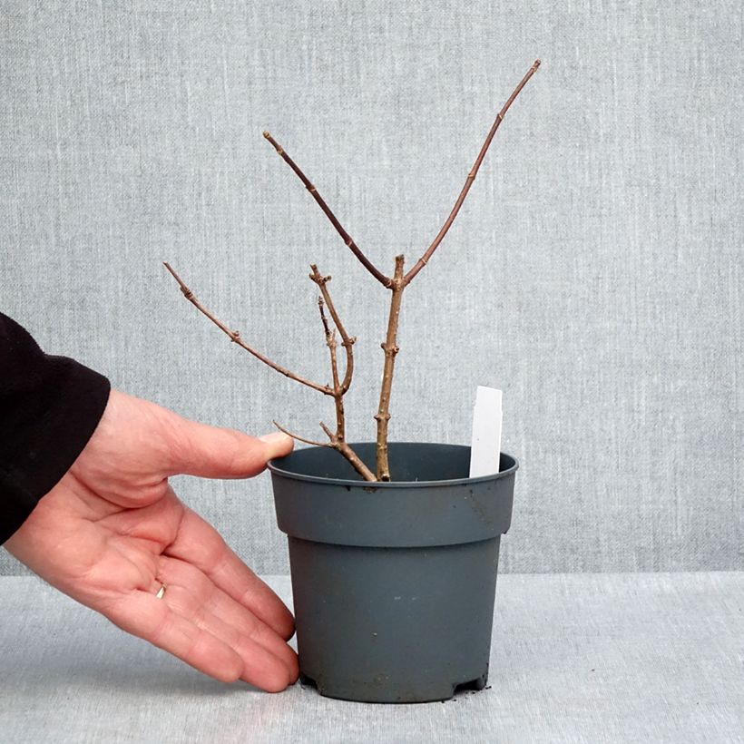 Example of Hydrangea paniculata Sundae Fraise - Hortensia paniculé rose Godet de 8/9 cm as you get in printemps