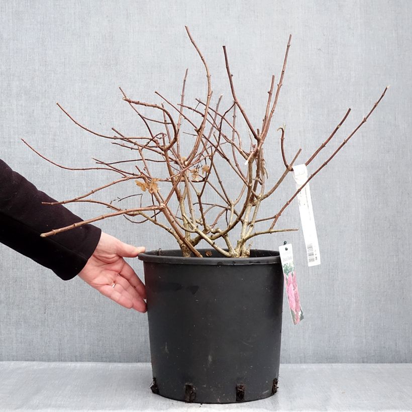 Example of Hydrangea paniculata Sundae Fraise - Hortensia paniculé rose Pot de 7,5L/10L as you get in hiver