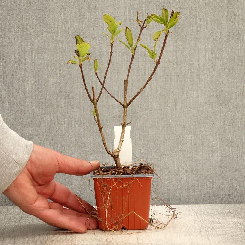 Spécimen de Hydrangea paniculata Tickled Pink - Hortensia paniculé Godet de 8/9 cm tel que livré au printemps