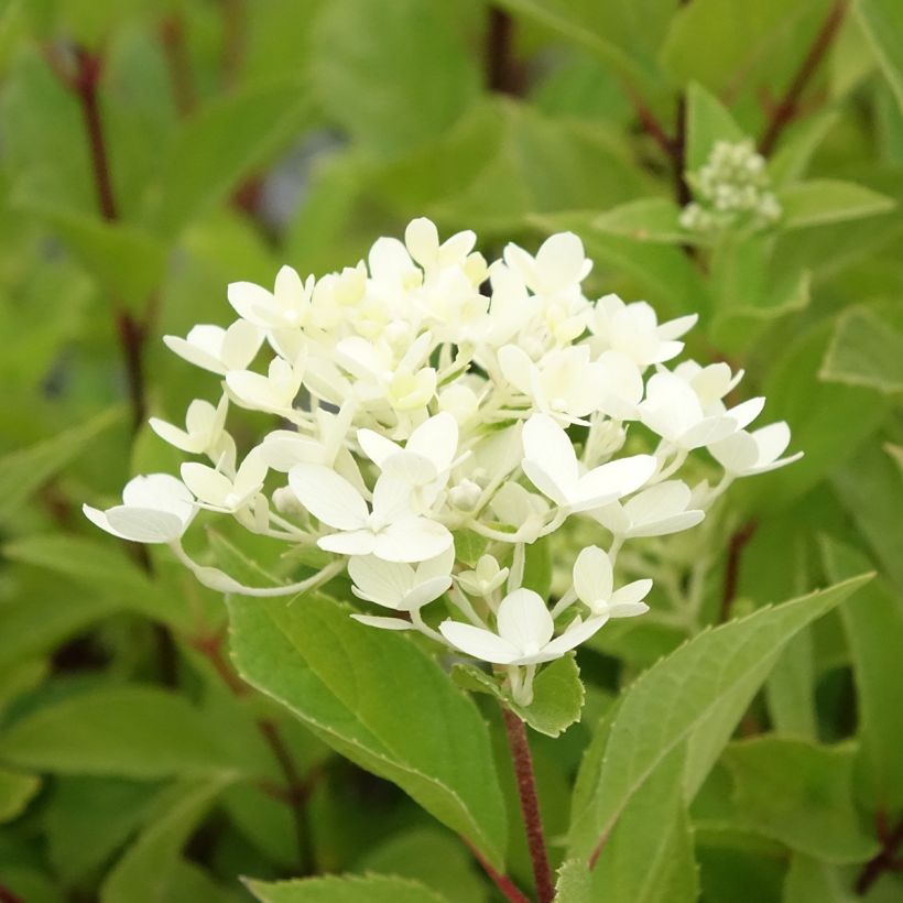 Hydrangea paniculata Unique - Hortensia paniculé (Flowering)
