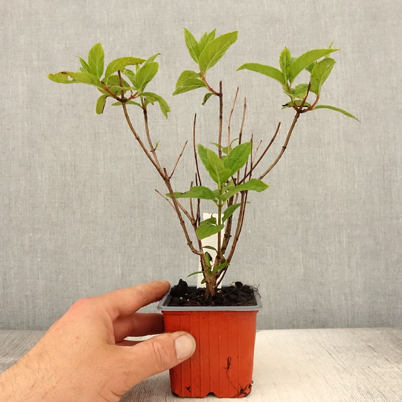 Example of Hydrangea paniculata Unique - Hortensia paniculé Godet de 8/9 cm as you get in printemps