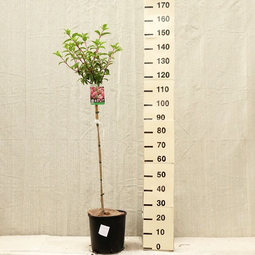 Spécimen de Hydrangea paniculata Vanille Fraise - Hortensia paniculé Pot de 6L/7L, Tige, Tige de 70 cm tel que livré en été