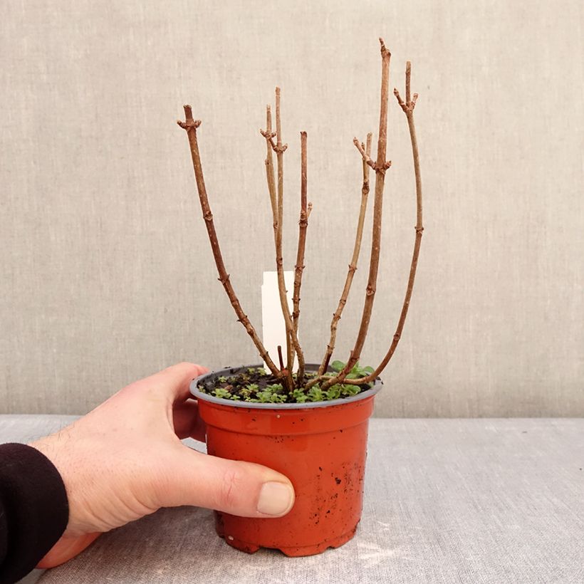 Example of Hydrangea paniculata White Light - Hortensia paniculé Pot de 12 cm / 13 cm as you get in hiver