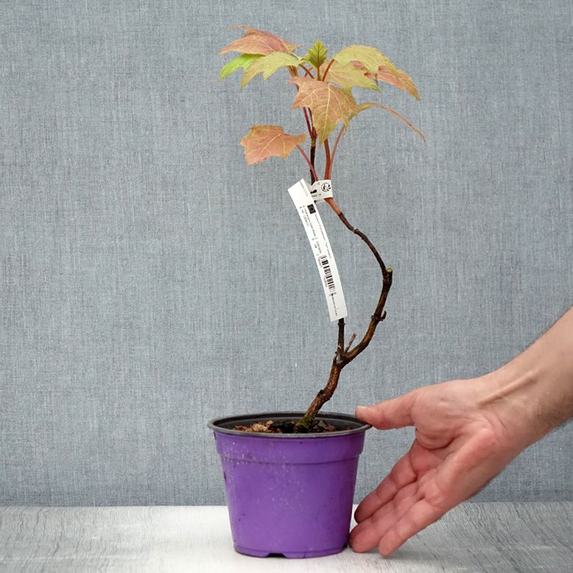 Spécimen de Hydrangea quercifolia Amethyst - Hortensia à feuilles de chêne Pot de 1,5L/2L tel que livré en été