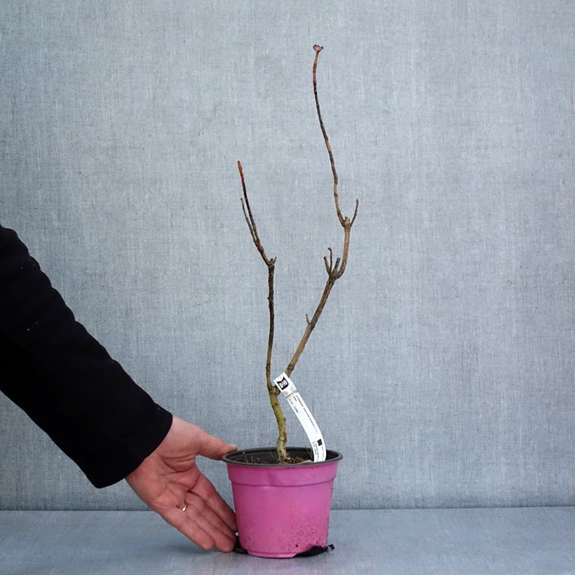 Spécimen de Hydrangea quercifolia Amethyst - Hortensia à feuilles de chêne Pot de 1,5L/2L tel que livré en hiver