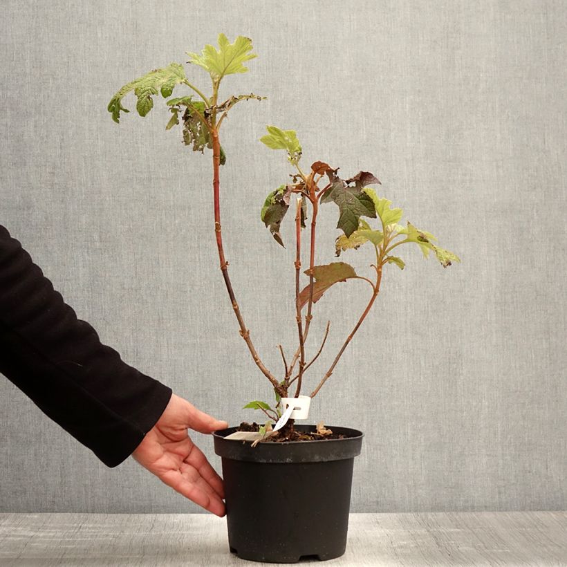 Example of Hydrangea quercifolia Back Porch - Hortensia à feuilles de chêne Pot de 3L/4L as you get in printemps