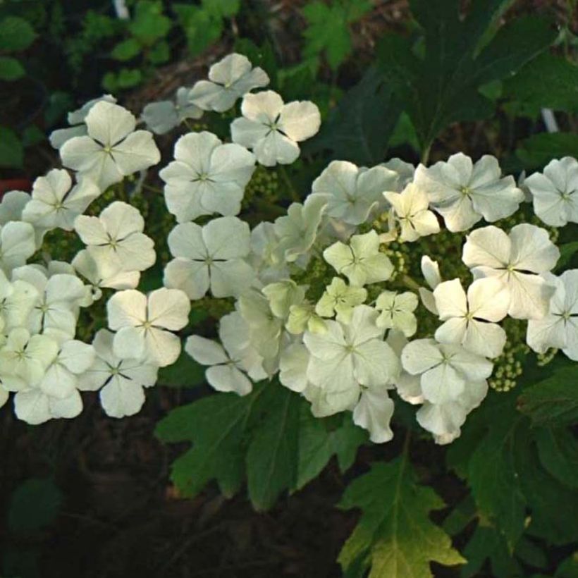 Hydrangea quercifolia Ice Crystal - Hortensia à feuilles de chêne (Flowering)