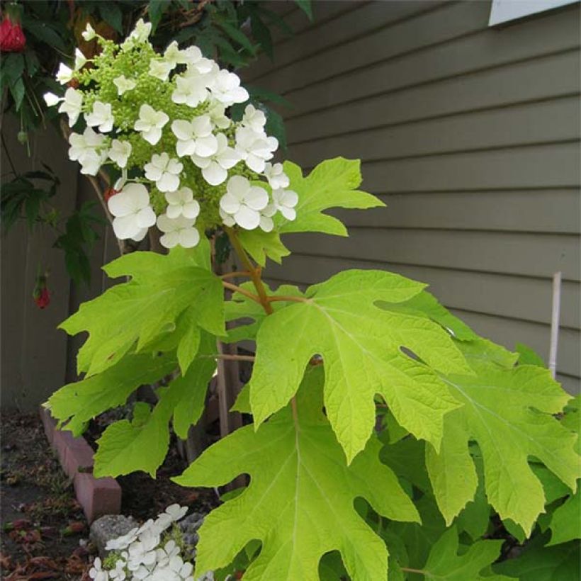 Hydrangea quercifolia Little Honey - Hortensia à feuilles de chêne (Flowering)