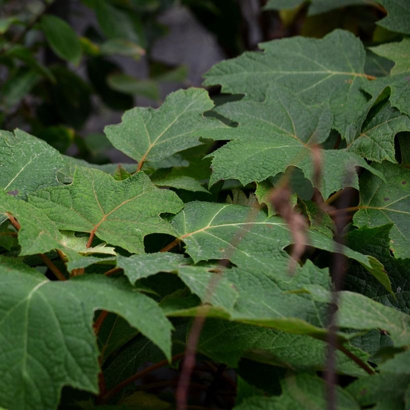Hydrangea quercifolia Ruby Slippers - Hortensia à feuilles de chêne (Foliage)