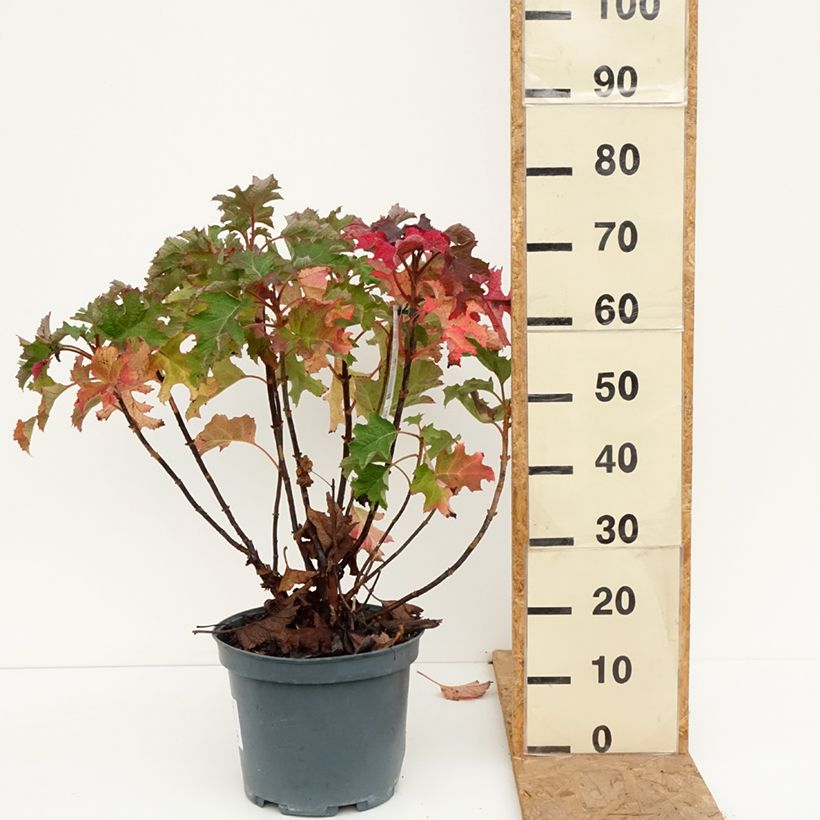Spécimen de Hydrangea quercifolia Ruby Slippers - Hortensia à feuilles de chêne Pot de 7,5L/10L tel que livré en automne