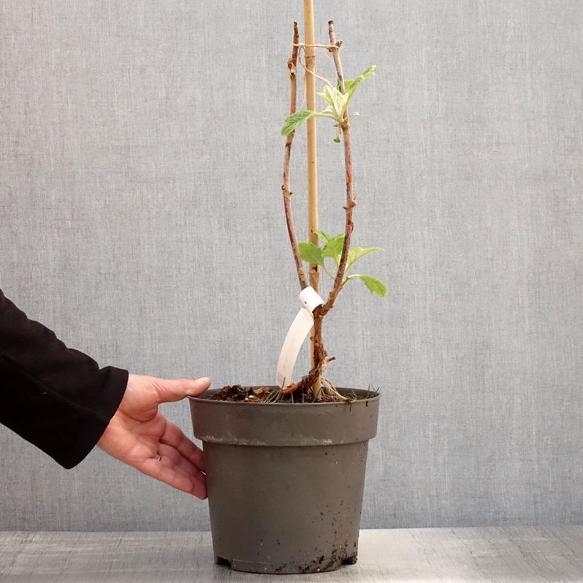 Example of Hydrangea quercifolia Tara - Hortensia à feuilles de chêne Pot de 3L/4L as you get in printemps