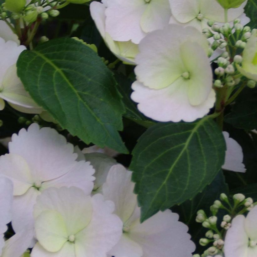 Hortensia - Hydrangea Runaway Bride (Foliage)