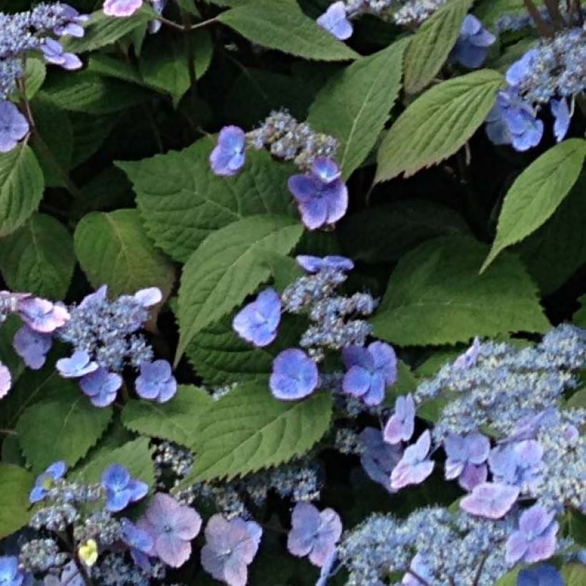 Hortensia - Hydrangea serrata Veerle (Foliage)