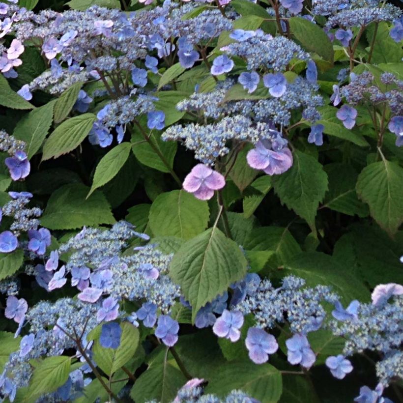 Hortensia - Hydrangea serrata Veerle (Flowering)