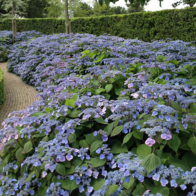 Hortensia - Hydrangea serrata Veerle (Plant habit)