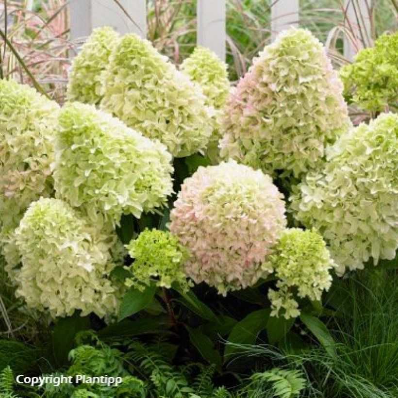 Hydrangea paniculata Little Fresco-  Hortensia paniculé nain (Plant habit)